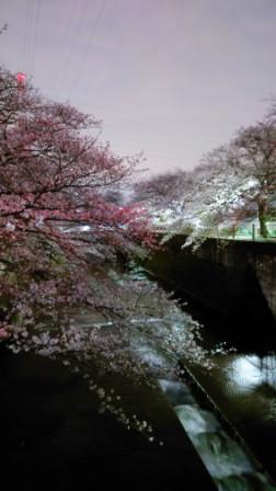2024夜桜①.JPG