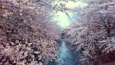 夜桜①.JPG