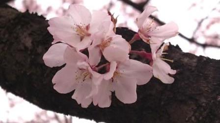 高崎の桜.JPG